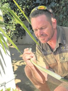 Boomslang in Auretstraat ná weke se onrus gevang