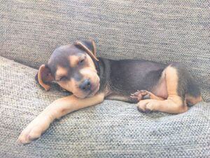 Diere-welstand belangrik in feestyd