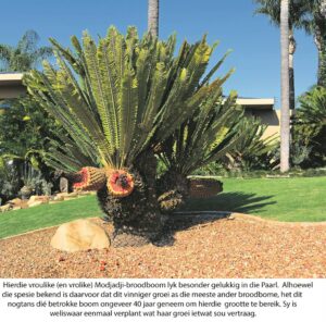 Broodbome is ‘misties’