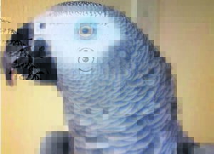 Pollie nie meer Paarl toe