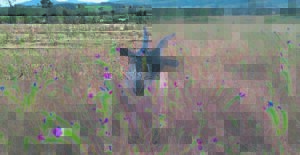 Bokke wei tog te lekker