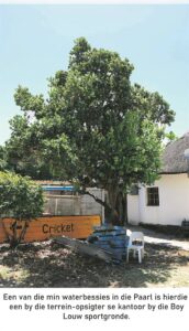 Bome van ons dorp | Waterbessie ’n verbasend skaars boom