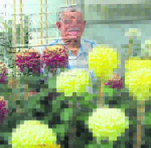 Krisante blom weer op Wellington