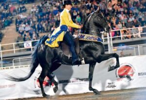 Saalperdstoet in die Paarl is bobaas