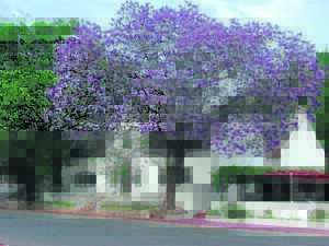 Waarheen nou vir die Heemkring?