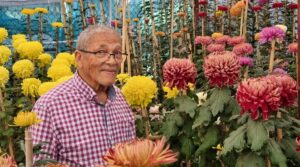 Wellington se krisante blom hierdie naweek