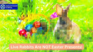 Give Easter gifts, not live bunnies