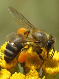 Cape honeybee is a survivor marvel