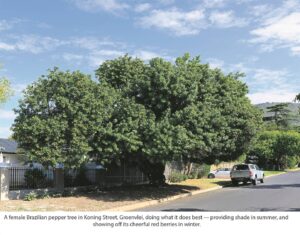 Brazilian pepper immune to borer