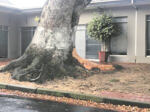 Illegal tree-bark stripping in Paarl is ongoing