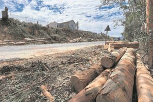‘The trees will grow back’, Drakenstein Municipality says