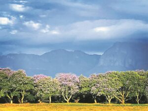 Nóg ’n aanval by Paarl Arboretum; ‘Toesig is dringend nodig’