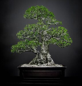 Groot Bonsai-skou in Stellenbosch
