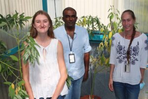 Duif-ertjies kan mens én dier voed