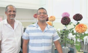 Wellington hou dahlia-skou