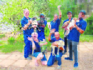 Wellington-DBV neem meeste aan