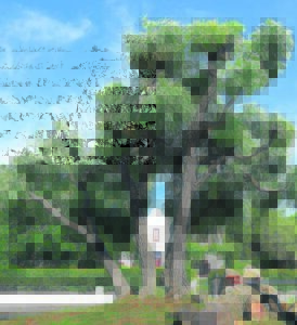 Malkop-boom doen sy eie ding