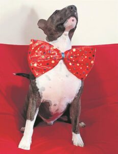 Dankie vir dié diens