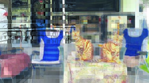 Kyk kat goed uit boom by kampplek