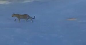 KYK | Luiperd op Wemmershoek se damwal gewaar