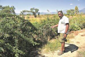 Fruit theft is way out of control