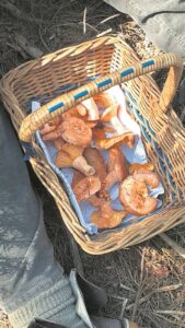 Sampioen-jag wag op Delheim