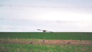 Kolganse hou ook van ‘n stedelike habitat