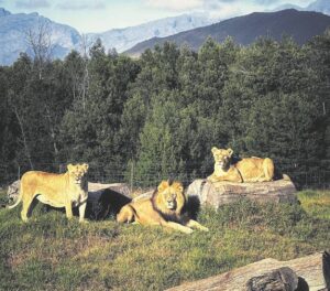 Drie leeus dood weens verwoestende brande by Fairy Glen-wildreservaat op Worcester