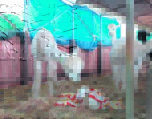 Alpakka tydens chaotiese Kaapse storms gebore