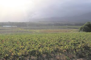 Blouvlei heritage site under threat