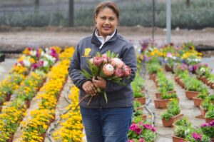 Paarlse kwekery wen goud vir SA by Londen-blommeskou