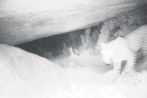 Strikke bedreig luiperds, prooi