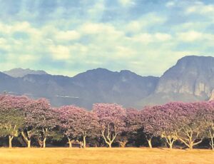 Paarl is jakarandastad!