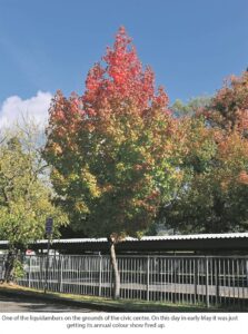 The colourful Sweetgum