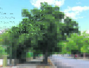 Variety of oaks graces Paarl