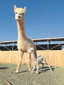 Holiday fun in Drakenstein