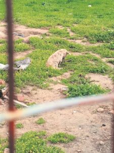 Dogfighting’s toll is clear