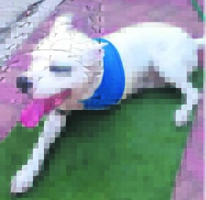 Hond se been af toe skote klap