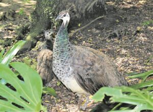 Peacocks, wildlife removed