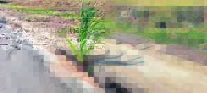 DM “oes” mielies in stormwaterdreine