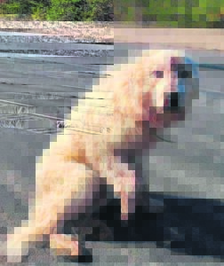 Injured animals used as scam bait