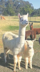 Alpacas are adorable, fluffy fun!