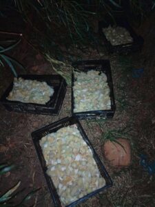 Drakenstein-gevangenis se kuikens kry so byna vlerke