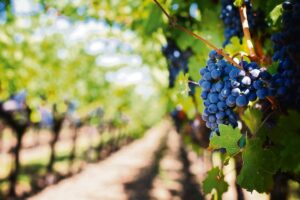 Trump’s 30% tariff hike unnerving for wine industry