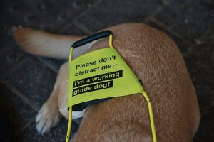 DA stel wetsontwerp oor gidshonde aan LP’s voor