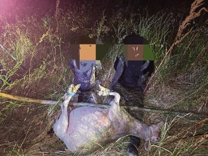 Altesaam vier veediewe en twee kabeldiewe die naweek vasgetrek