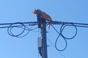 Wellington SPCA rescue cat stuck on pole for reportedly 3 days