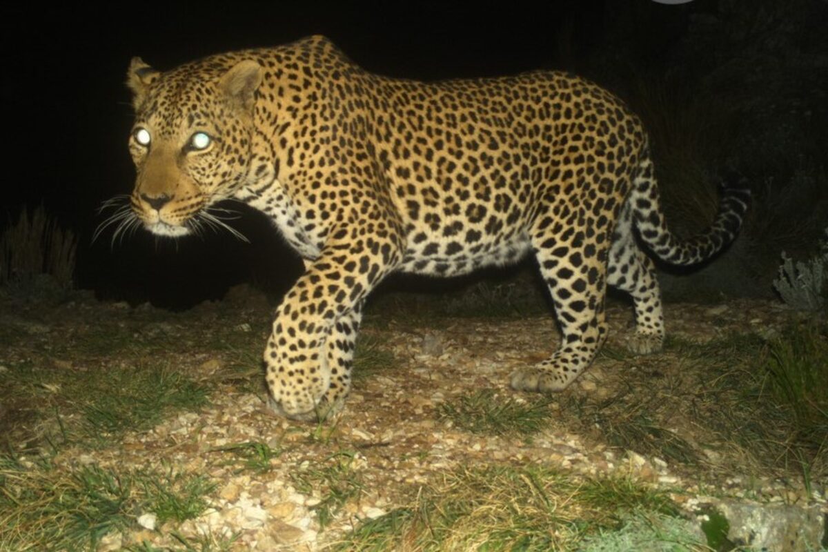 Survey reveals thriving leopard population in the Boland Mountains