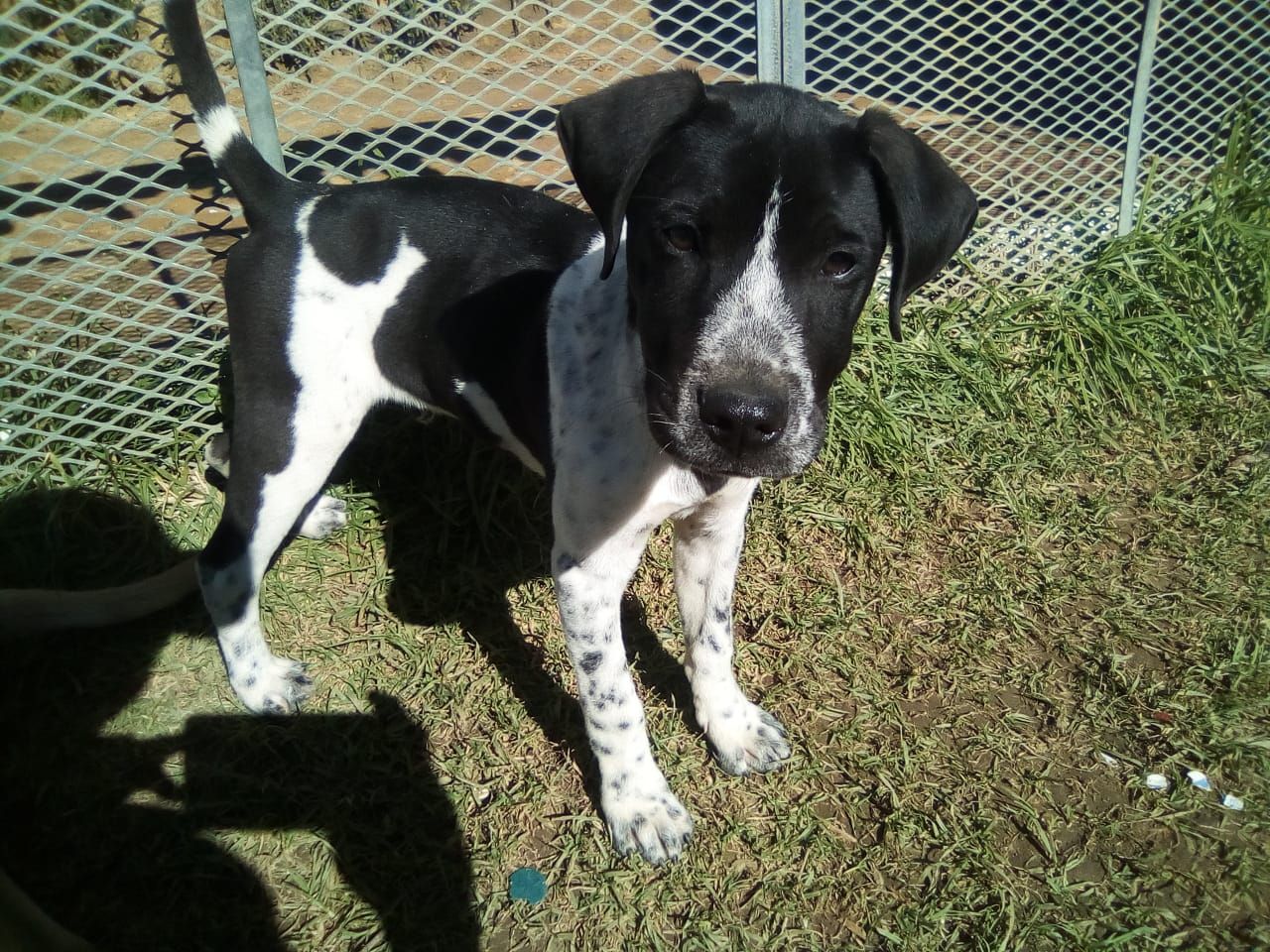 Die geliefde Gedwaapie toe hy aansienlik jonger was, min wetende hy sou ’n held word.