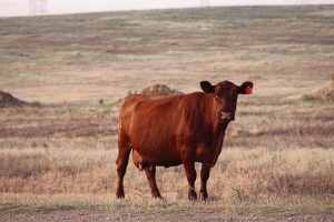 Drakenstein Municipality placed under quarantine